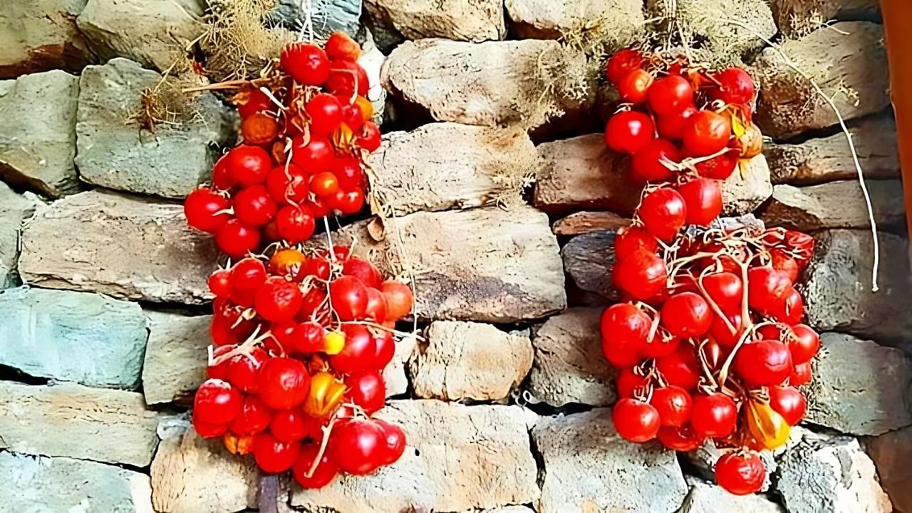 Dammuso Pantelleria - Fiori D'Ossidiana Apartment Kamma Italy