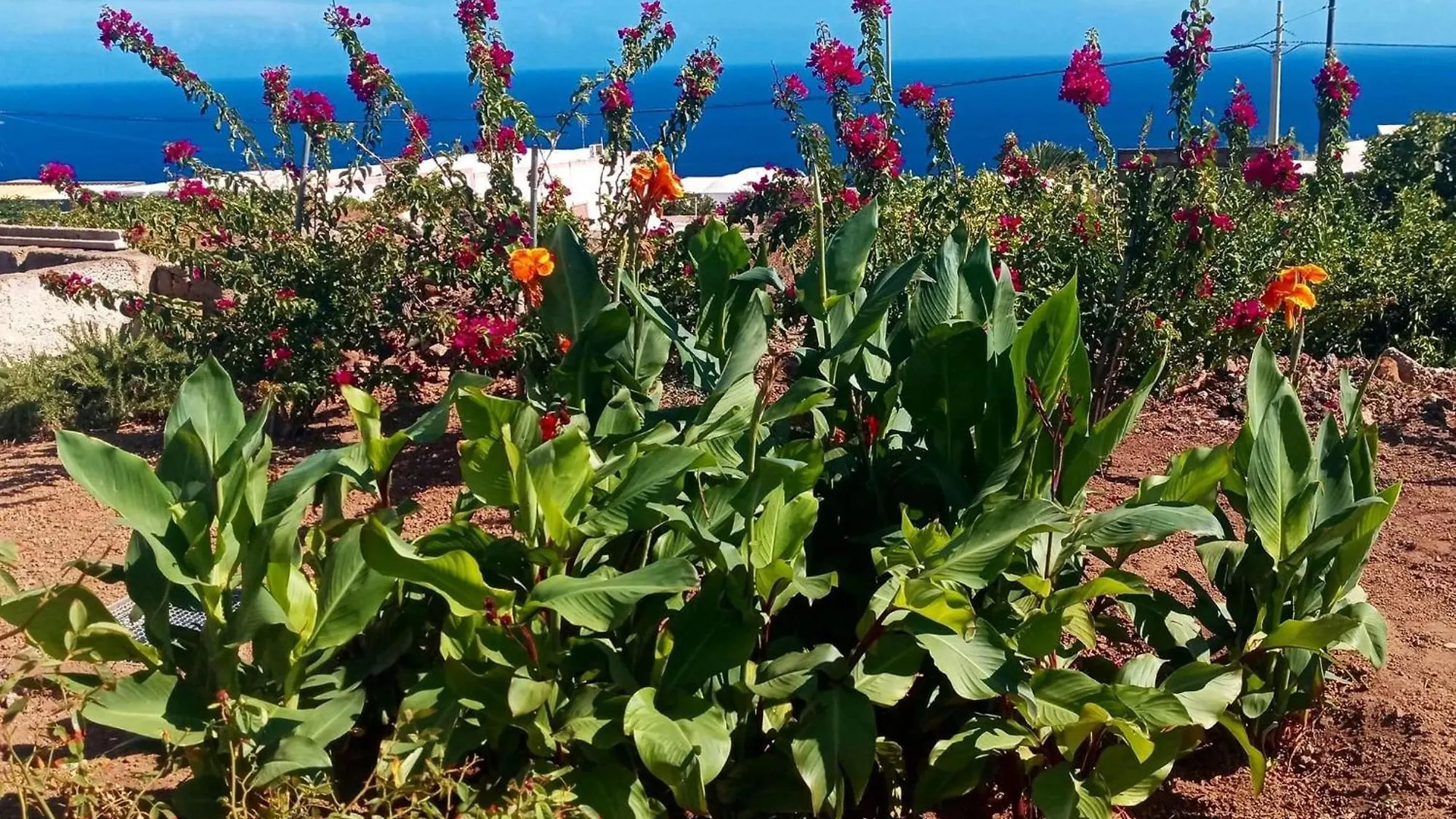 Dammuso Pantelleria - Fiori D'Ossidiana Apartment Kamma Italy