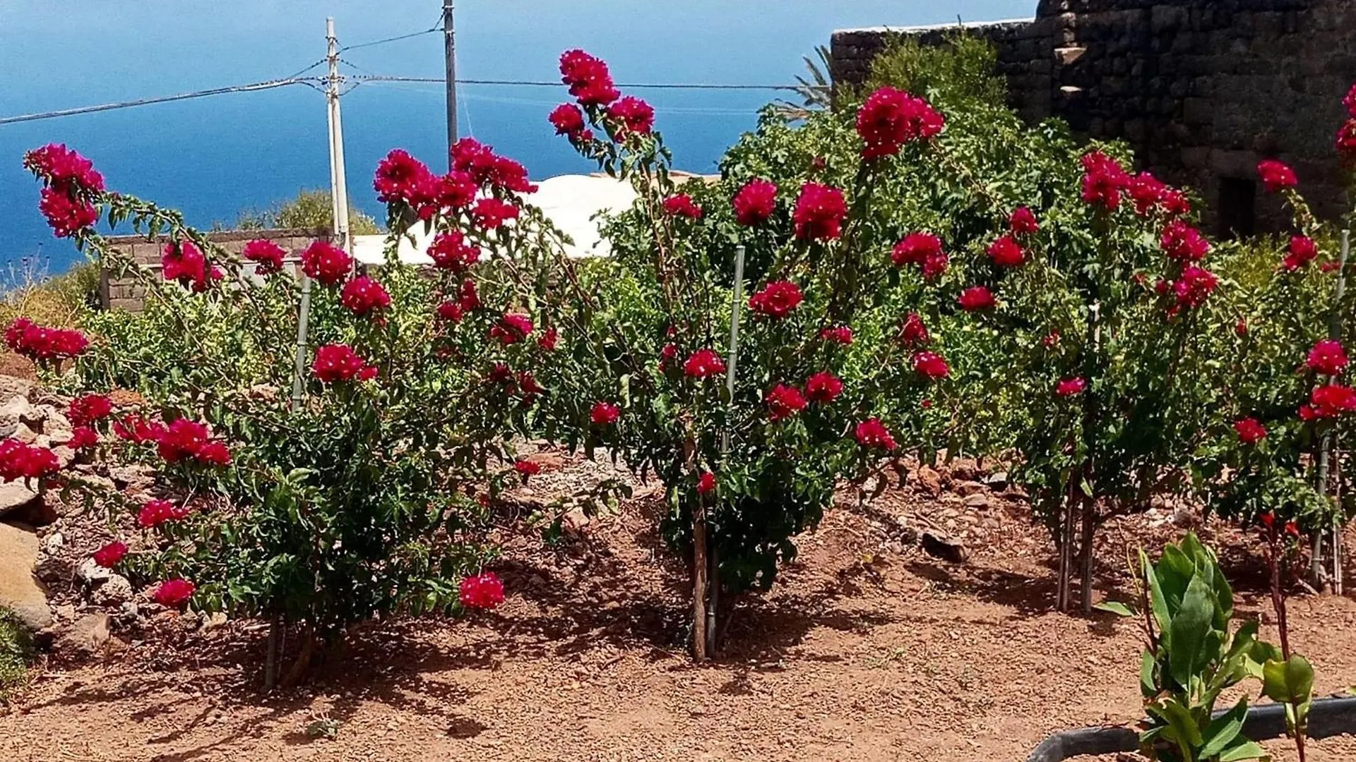 Dammuso Pantelleria - Fiori D'Ossidiana Apartment Kamma